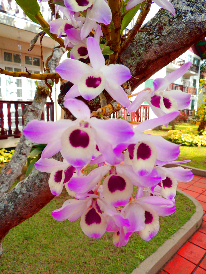 Orquideas.jpg