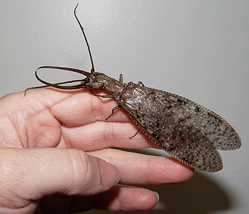 Dobsonfly.gif