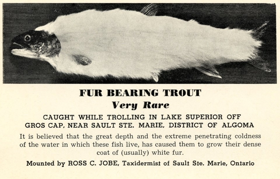 fur-bearing-trout.jpg.ff45d0f7d1bae2d93c5e7cfd4970cbbb.jpg